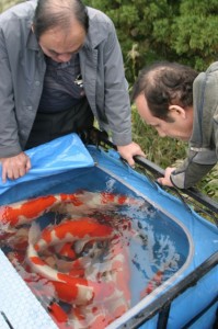 Fall 2013 Koi Fish
