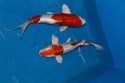 Early Fall Koi Collection 2014