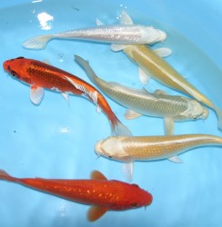 Metallic varieties