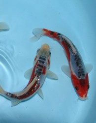 Shusui varieties