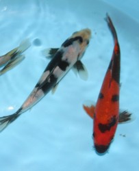 Utsuri varieties