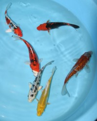 Mix varieties