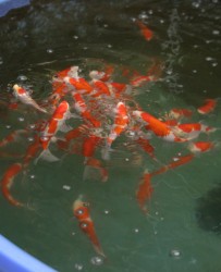 Torazo kohaku
