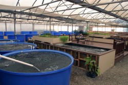 Koi Deck for meetings and seminars.