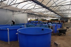 Building more tanks for more koi!