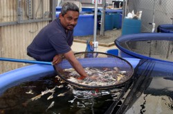Greenhouse Manager Anura