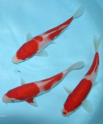Kohaku Varieties