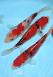 Sanke varieties