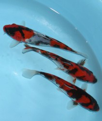 Showa varieties