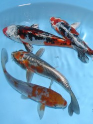 Unique Varieties