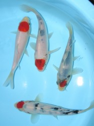 Tancho Varieties