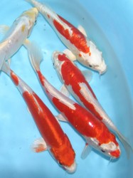 Kikusui varieties